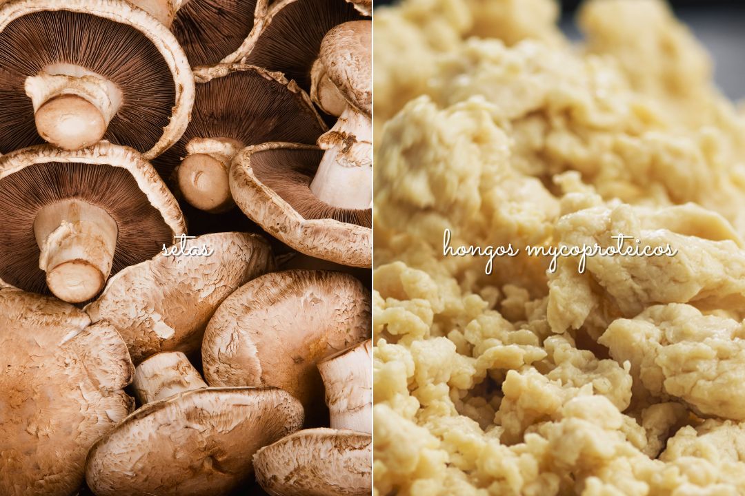 sustitutos-de-carne-setas-t-hongos-mycoproteicos